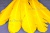 Декоративный Пучок из перьев, перо 23см/желтый - купить в Ханты-Мансийске. Цена: 12.19 руб.