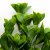 Трава искусственная -1, шт (эвкалипт лист 32 см/8 см)				 - купить в Ханты-Мансийске. Цена: 169.93 руб.