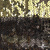 Трикотажное полотно, Сетка с пайетками, шир.130 см, #315, цв.-бронза/золото - купить в Ханты-Мансийске. Цена 700.46 руб.